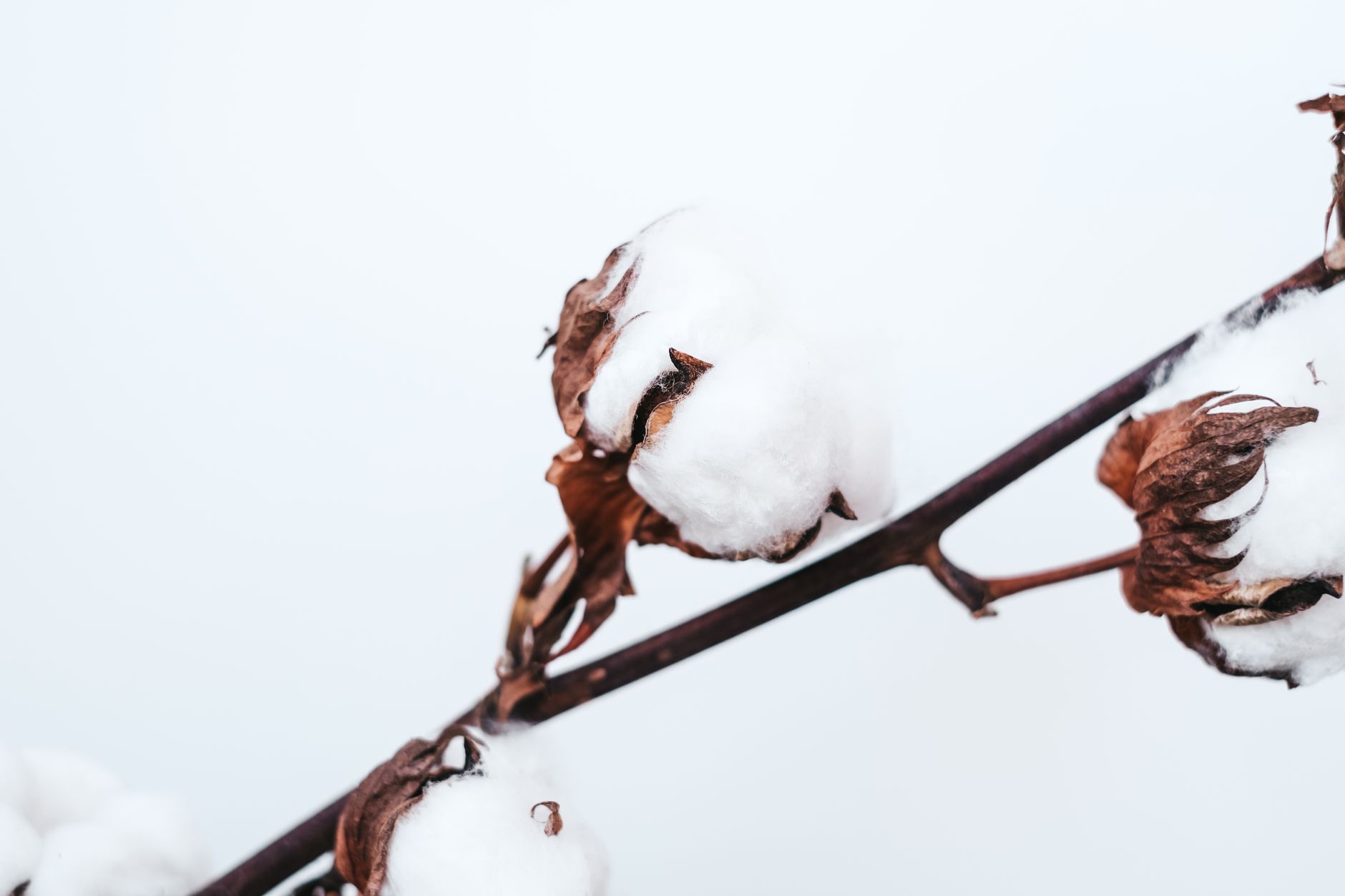 Detailed close-up of a cotton plant branch showcasing its soft, white fibers.